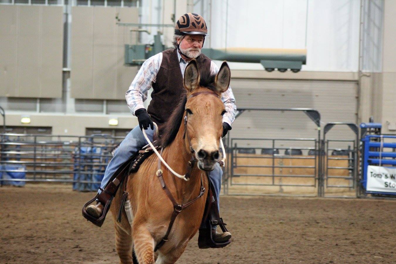 Zelda The Zorse - Under Saddle